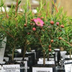 Leptospermum Tickled Pink 24 Leptospermum Tickled Pink -Felco Shop apo tickled pink leptospermum tubestock plants 1