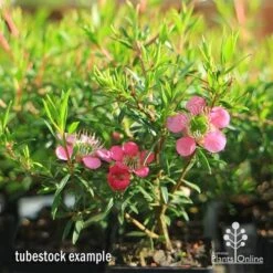 Leptospermum Tickled Pink 27 Leptospermum Tickled Pink -Felco Shop apo tickled pink tubestock 3 flowers 1