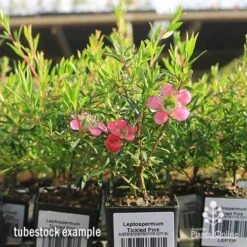 Leptospermum Tickled Pink 22 Leptospermum Tickled Pink -Felco Shop apo tickled pink tubestock flowers 1