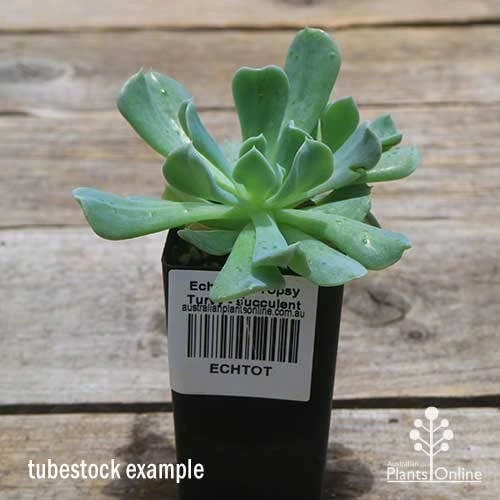 Echeveria Topsy Turvy - Succulent 9 Echeveria Topsy Turvy - Succulent - Image 9