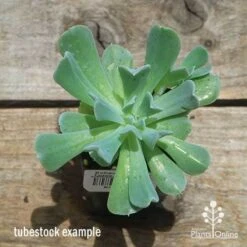 Echeveria Topsy Turvy - Succulent 13 Echeveria Topsy Turvy - Succulent -Felco Shop apo topsy tubestock top