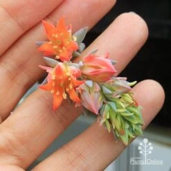 Echeveria Topsy Turvy - Succulent 14 Echeveria Topsy Turvy - Succulent -Felco Shop apo topsy turvy flowersize