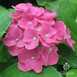 Hydrangea President R Touchard -Felco Shop apo touchard hydrangea alkaline