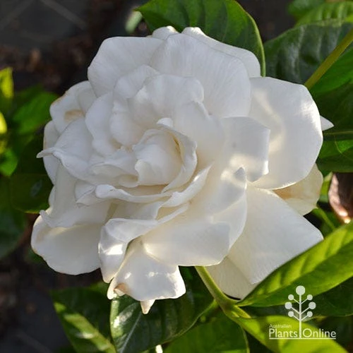 Gardenia True Love 5 Gardenia True Love - Image 5