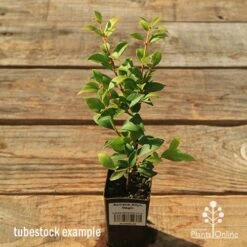 Acmena Allyn Magic -Felco Shop apo tubestock allyn magic green