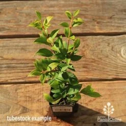 Acmena Allyn Magic -Felco Shop apo tubestock allyn magic green top