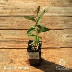 Grevillea Deua Flame -Felco Shop apo tubestock grevillea deua flame