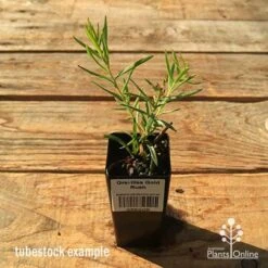 Grevillea Gold Rush -Felco Shop apo tubestock grevillea gold rush
