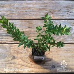 Grevillea Knockout -Felco Shop apo tubestock grevillea knockout top