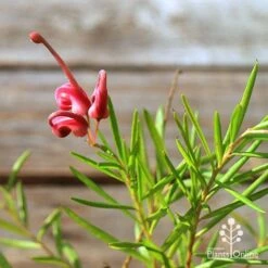 Grevillea Liliane 17 Grevillea Liliane -Felco Shop apo tubestock grevillea liliane flower close