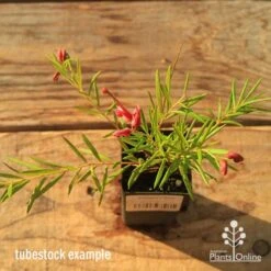 Grevillea Liliane 18 Grevillea Liliane -Felco Shop apo tubestock grevillea liliane top