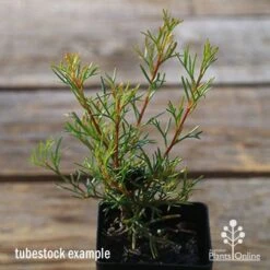 Grevillea Mini Marvel -Felco Shop apo tubestock grevillea mini marvel close