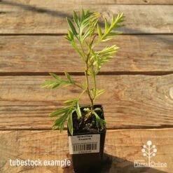 Grevillea Superb -Felco Shop apo tubestock grevillea superb
