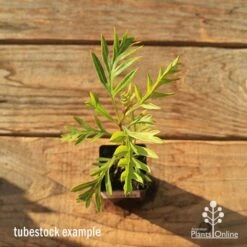 Grevillea Superb -Felco Shop apo tubestock grevillea superb top