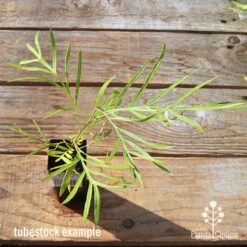 Grevillea Yamba Sunshine 13 Grevillea Yamba Sunshine -Felco Shop apo tubestock grevillea yamba sunshine top