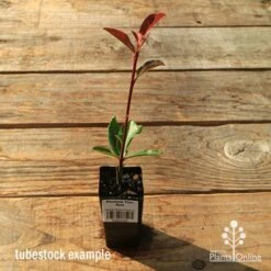 Photinia Thin Red 14 Photinia Thin Red -Felco Shop apo tubestock thin red