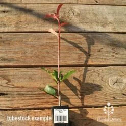 Photinia Thin Red 21 Photinia Thin Red -Felco Shop apo tubestock thin red tall
