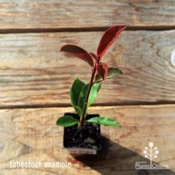Photinia Thin Red 20 Photinia Thin Red -Felco Shop apo tubestock thin red top