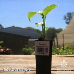 Turmeric -Felco Shop apo turmeric curcuma longa tubestock plant