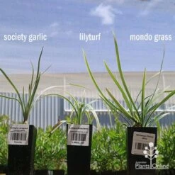 Liriope Silverlawn -Felco Shop apo variegated grass comparison2 2