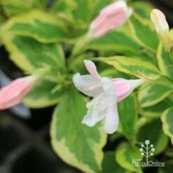 Weigela Variegated -Felco Shop apo variegated weigela buds