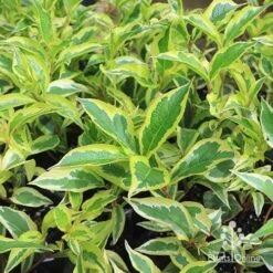 Weigela Variegated -Felco Shop apo variegated weigela foliage