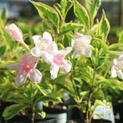 Weigela Variegated -Felco Shop apo variegated weigela tubestock flower