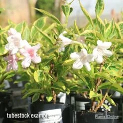 Weigela Variegated -Felco Shop apo variegated weigela tubestock flowering