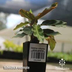Calathea Rufibarba - Velvet Calathea -Felco Shop apo velvet calathea tubestock