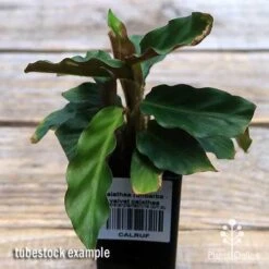 Calathea Rufibarba - Velvet Calathea -Felco Shop apo velvet calathea tubestock top