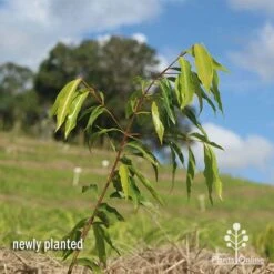 Waterhousea Sweeper - Weeping Lilly Pilly -Felco Shop apo waterhousea sweeper 1