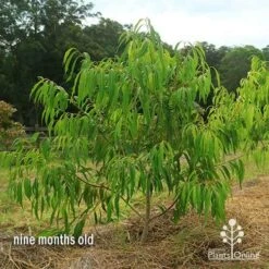 Waterhousea Sweeper - Weeping Lilly Pilly -Felco Shop apo waterhousea sweeper 2