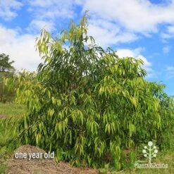 Waterhousea Sweeper - Weeping Lilly Pilly -Felco Shop apo waterhousea sweeper 3