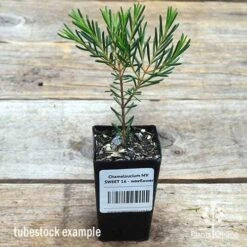 Chamelaucium MY SWEET 16™ - Waxflower 9 Chamelaucium MY SWEET 16™ - Waxflower -Felco Shop apo wax sweet 16