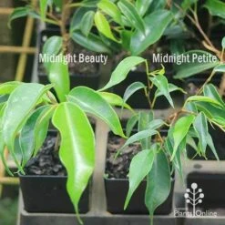 Ficus Benjamina Midnight Beauty - Weeping Fig 14 Ficus Benjamina Midnight Beauty - Weeping Fig -Felco Shop apo weeping fig leaf size