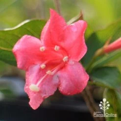 Weigela Eva Rathke -Felco Shop apo weigela eva rathke flower closeup