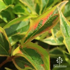 Weigela Variegated -Felco Shop apo weigela variegated colour2