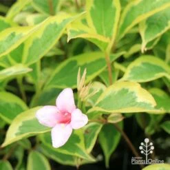 Weigela Variegated -Felco Shop apo weigela variegated flower leaf