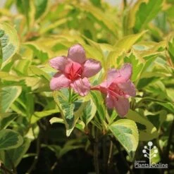 Weigela Variegated -Felco Shop apo weigela variegated flowers