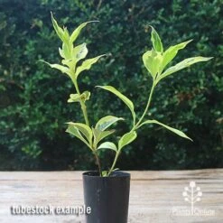 Weigela Variegated -Felco Shop apo weigela variegated tubetock