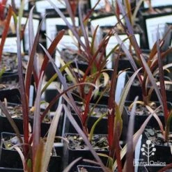 Crinum Wine Time - Swamp Lily 11 Crinum Wine Time - Swamp Lily -Felco Shop apo wine time tubestocks and fly