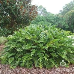 Philodendron Xanadu 21 Philodendron Xanadu -Felco Shop apo xanadu mature