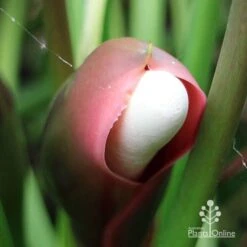 Philodendron Xanadu 17 Philodendron Xanadu -Felco Shop apo xanadu mature flowerbud