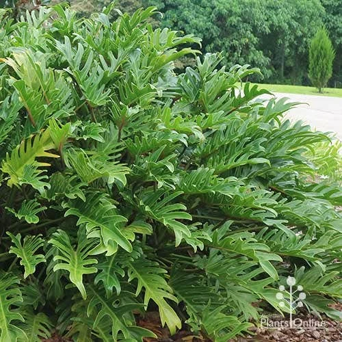 Philodendron Xanadu 2 Philodendron Xanadu - Image 2