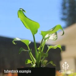 Philodendron Xanadu 18 Philodendron Xanadu -Felco Shop apo xanadu tubestock blue sky