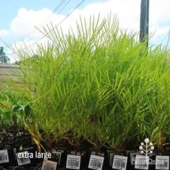 Grevillea Yamba Sunshine 12 Grevillea Yamba Sunshine -Felco Shop apo yamba sunshine dec large