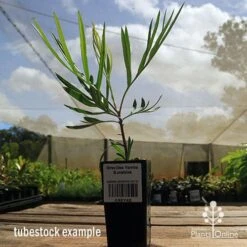 Grevillea Yamba Sunshine 15 Grevillea Yamba Sunshine -Felco Shop apo yamba sunshine tubestock side