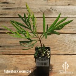 Grevillea Yamba Sunshine 16 Grevillea Yamba Sunshine -Felco Shop apo yamba sunshine tubestock top