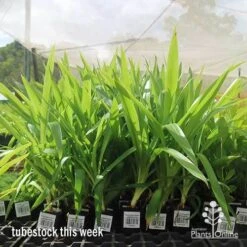 Yucca Elephantipes - Soft-tip Yucca -Felco Shop apo yucca big