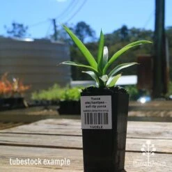 Yucca Elephantipes - Soft-tip Yucca -Felco Shop apo yucca soft tip tubestock